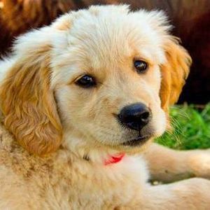 Meet your Posher, Shelby